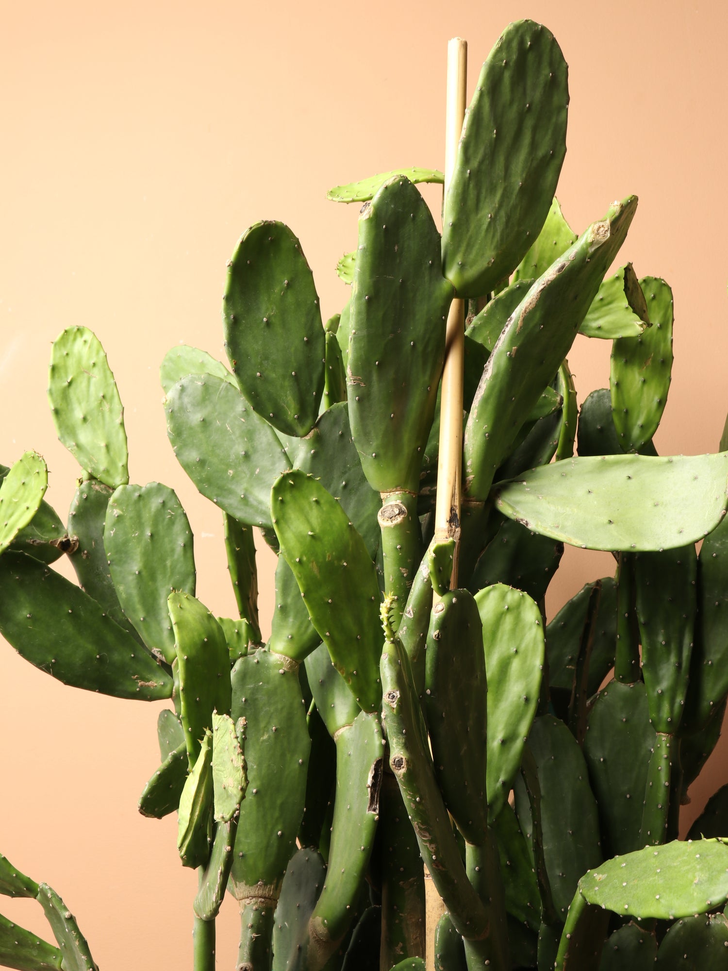 prickly pear cactus curling Buy Huge Prickly Pear Cactus Online | Indoor Succulent