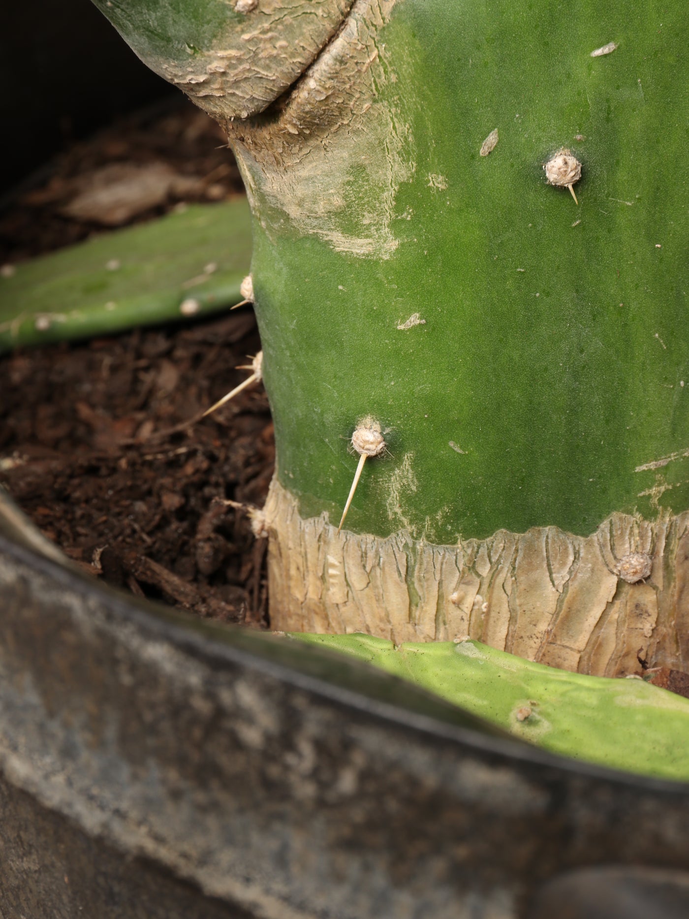Huge Prickly Pear Cactus