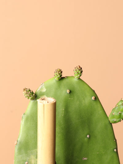 Huge Prickly Pear Cactus