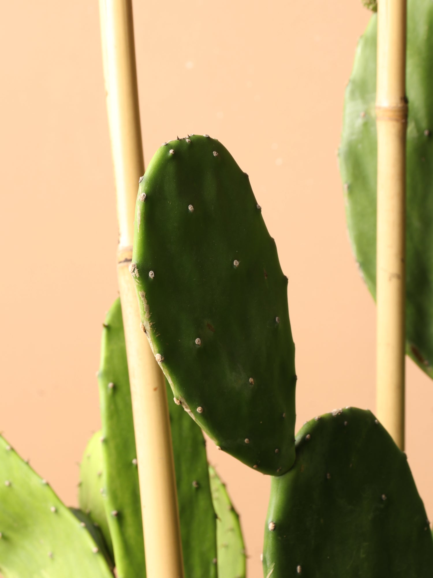 prickly pear succulent Buy Huge Prickly Pear Cactus Online | Indoor Succulent
