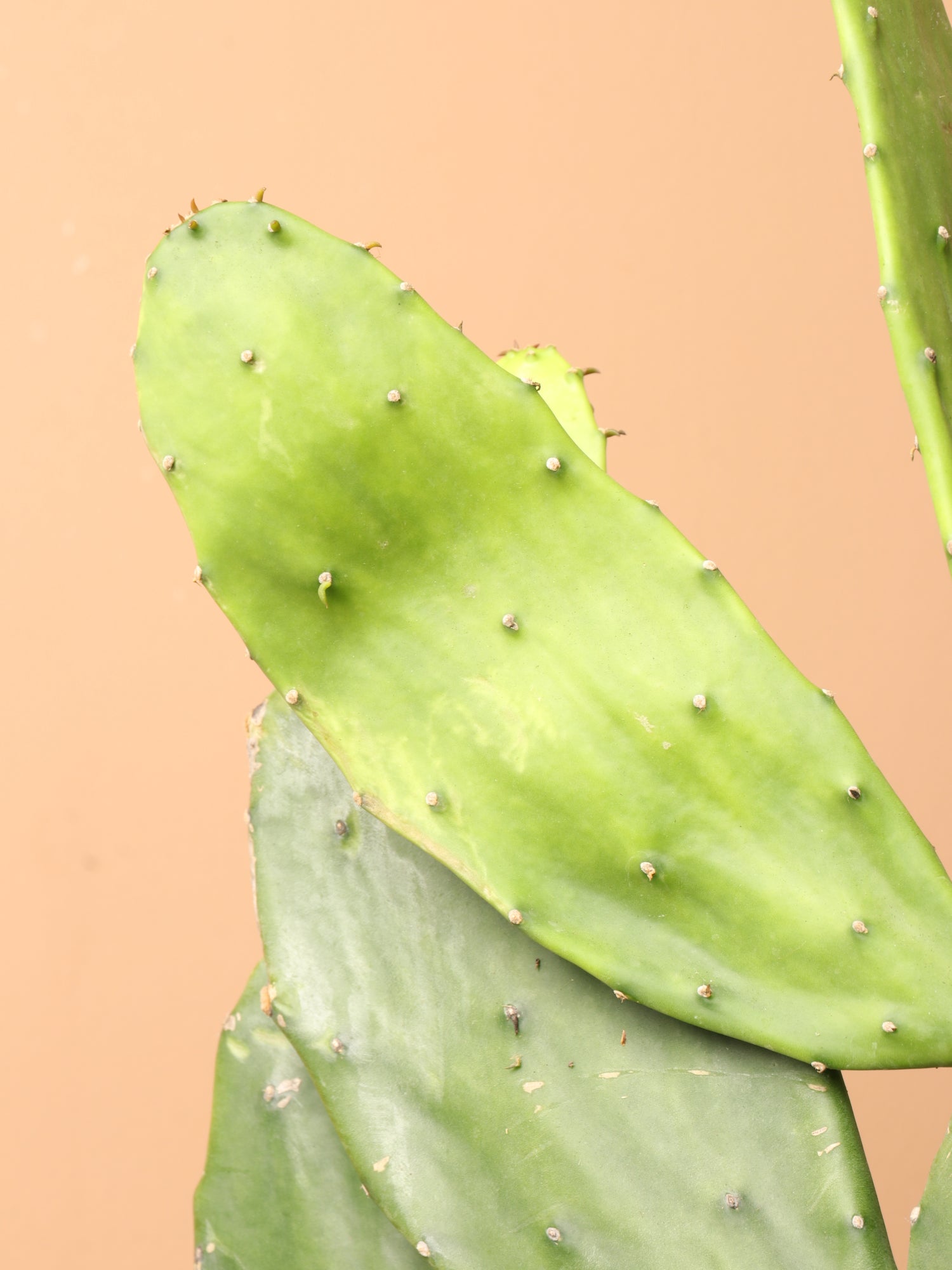prickly pear cactus leaves Buy Huge Prickly Pear Cactus Online | Indoor Succulent