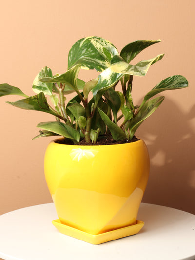 Medium Baby Rubber Plant Variegated
