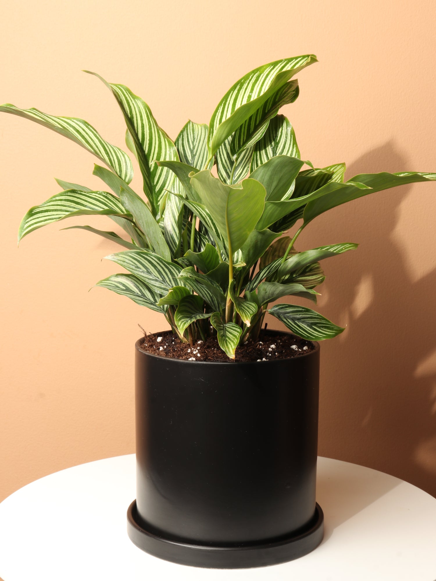 calathea koty Medium Calathea Vittata