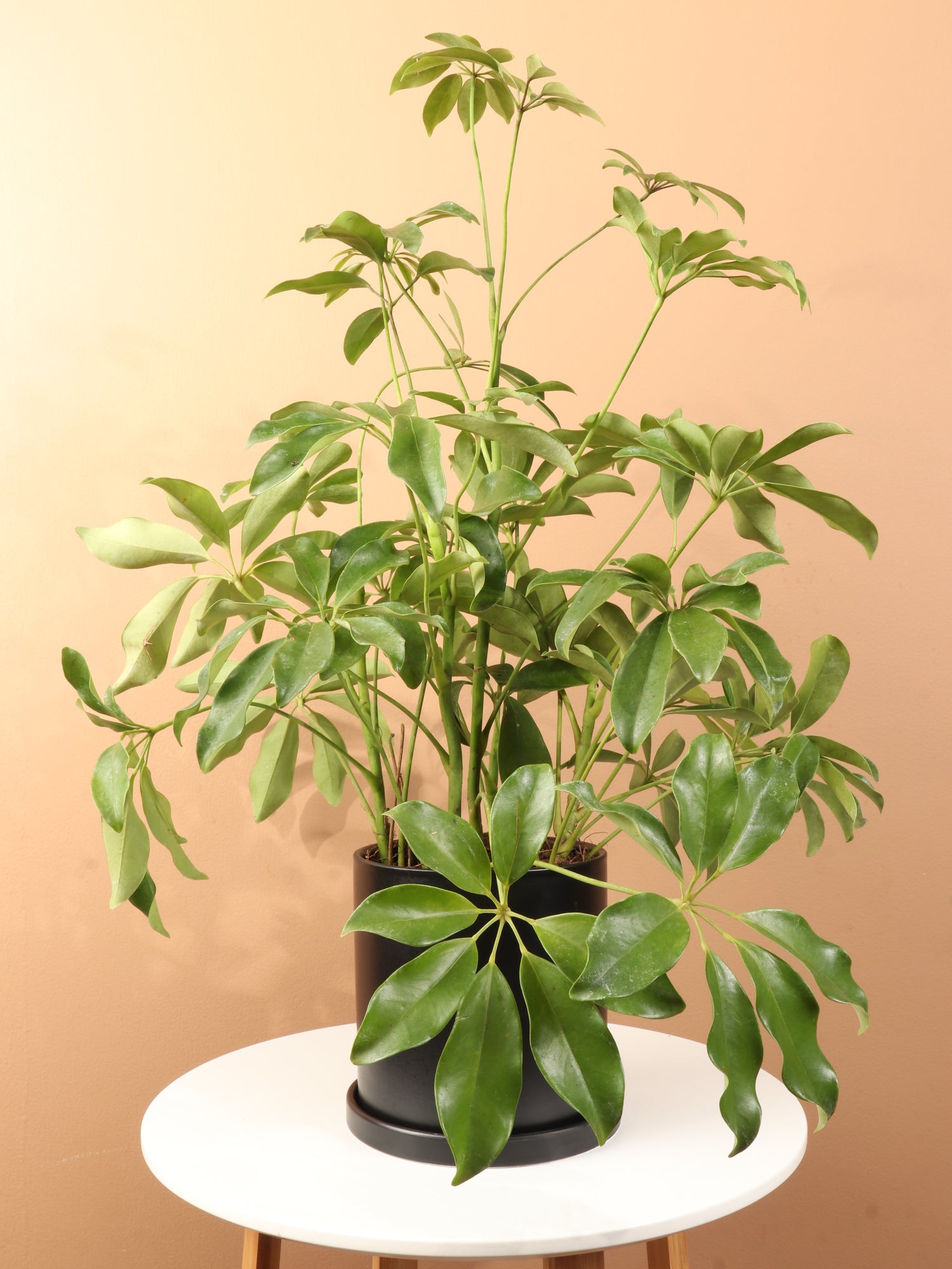 schefflera arboricola buy online Medium Schefflera 'Arboricola' Bush