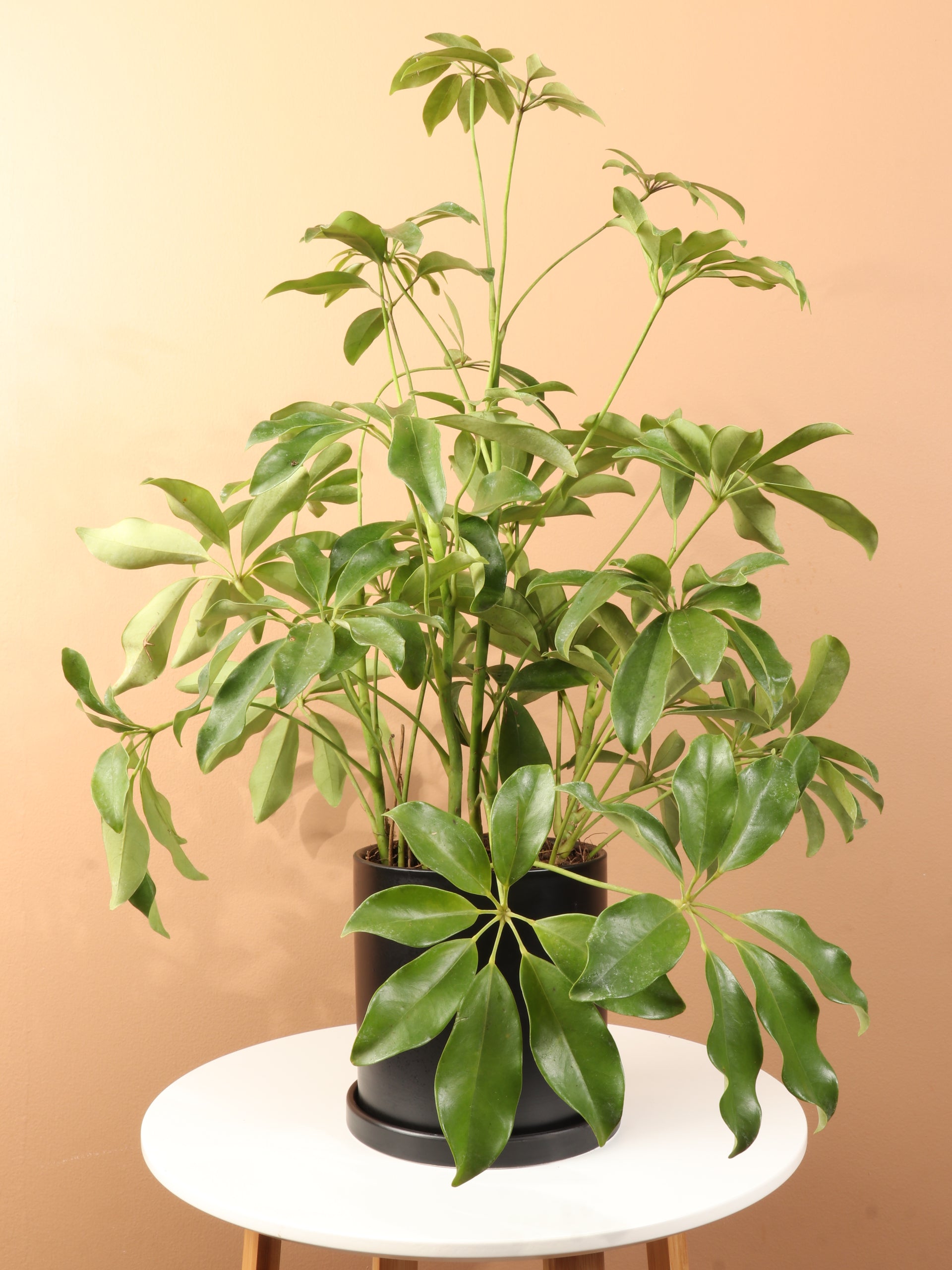 umbrella tree house plant Buy Schefflera 'Arboricola' Bush Online | Low Light Plant