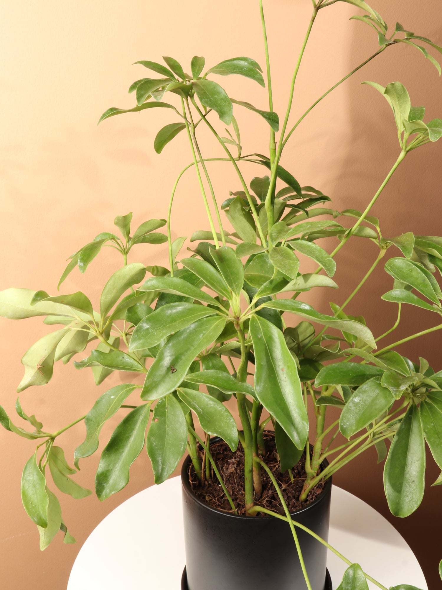 schefflera arboricola buy online Medium Schefflera 'Arboricola' Bush