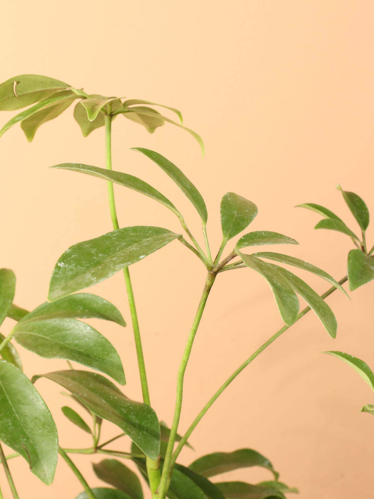 lower leaf schefflera arboricola Medium Schefflera 'Arboricola' Bush