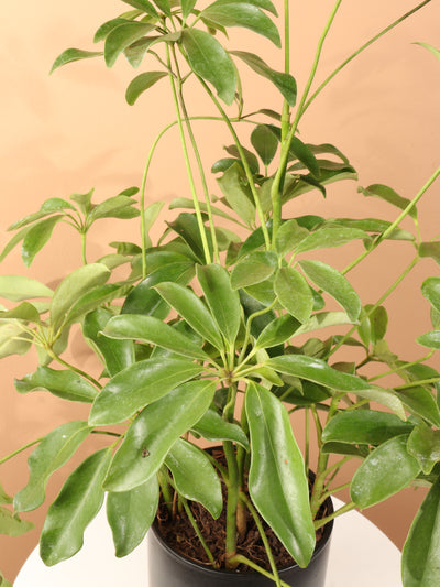 Medium Schefflera 'Arboricola' Bush