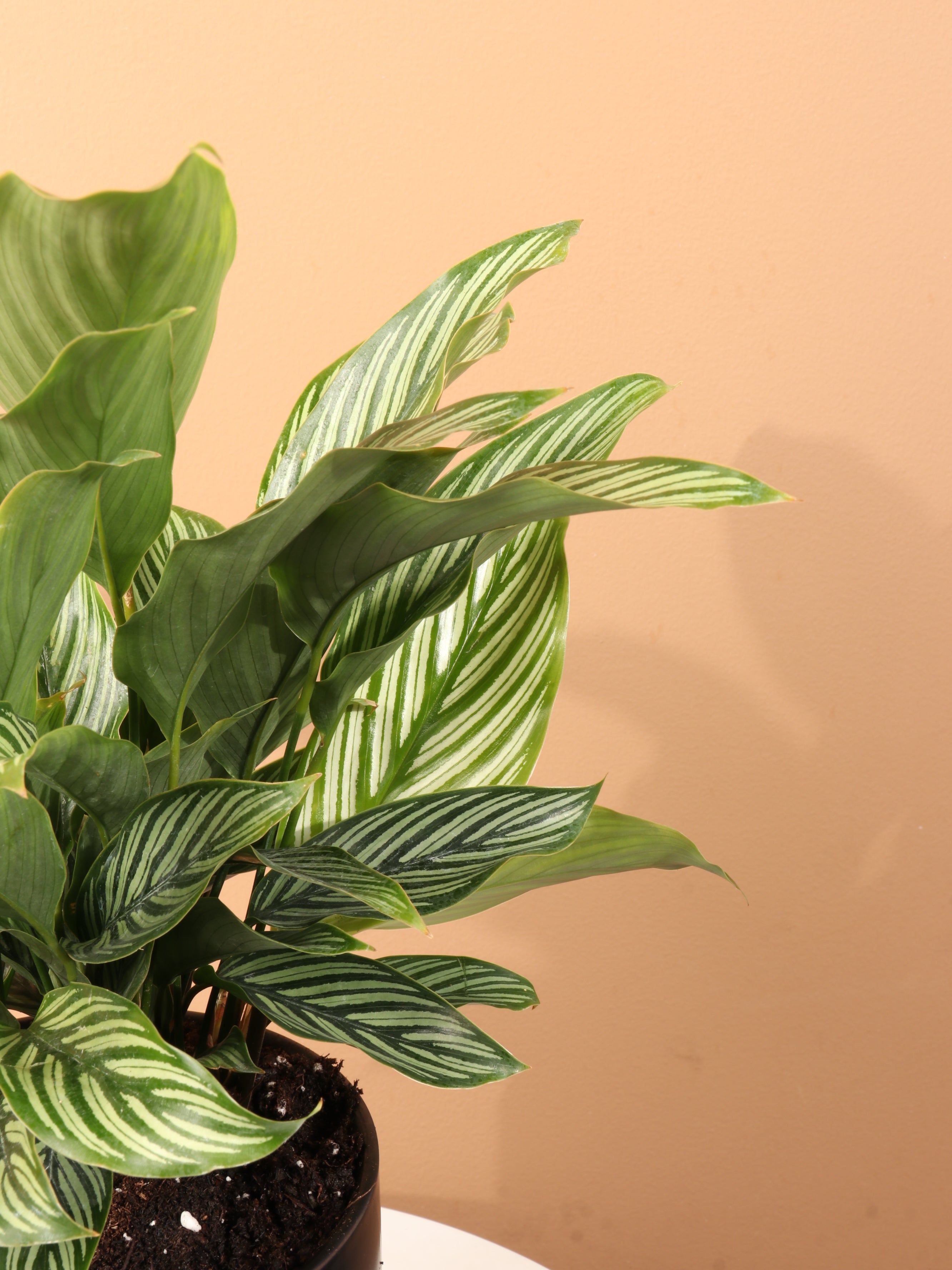 Medium Calathea Vittata – Dahing Plants