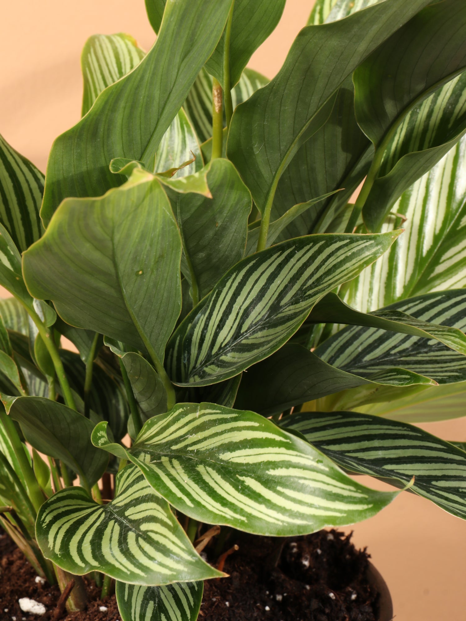 Medium Calathea Vittata – Dahing Plants