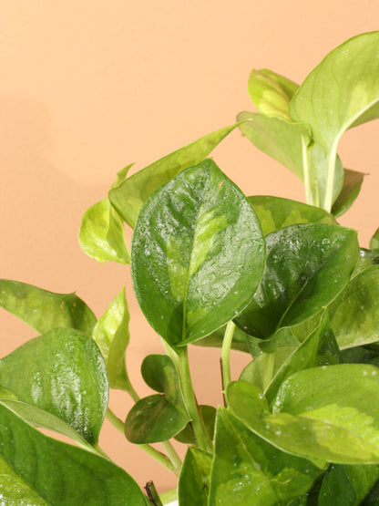 Medium Global Green Pothos