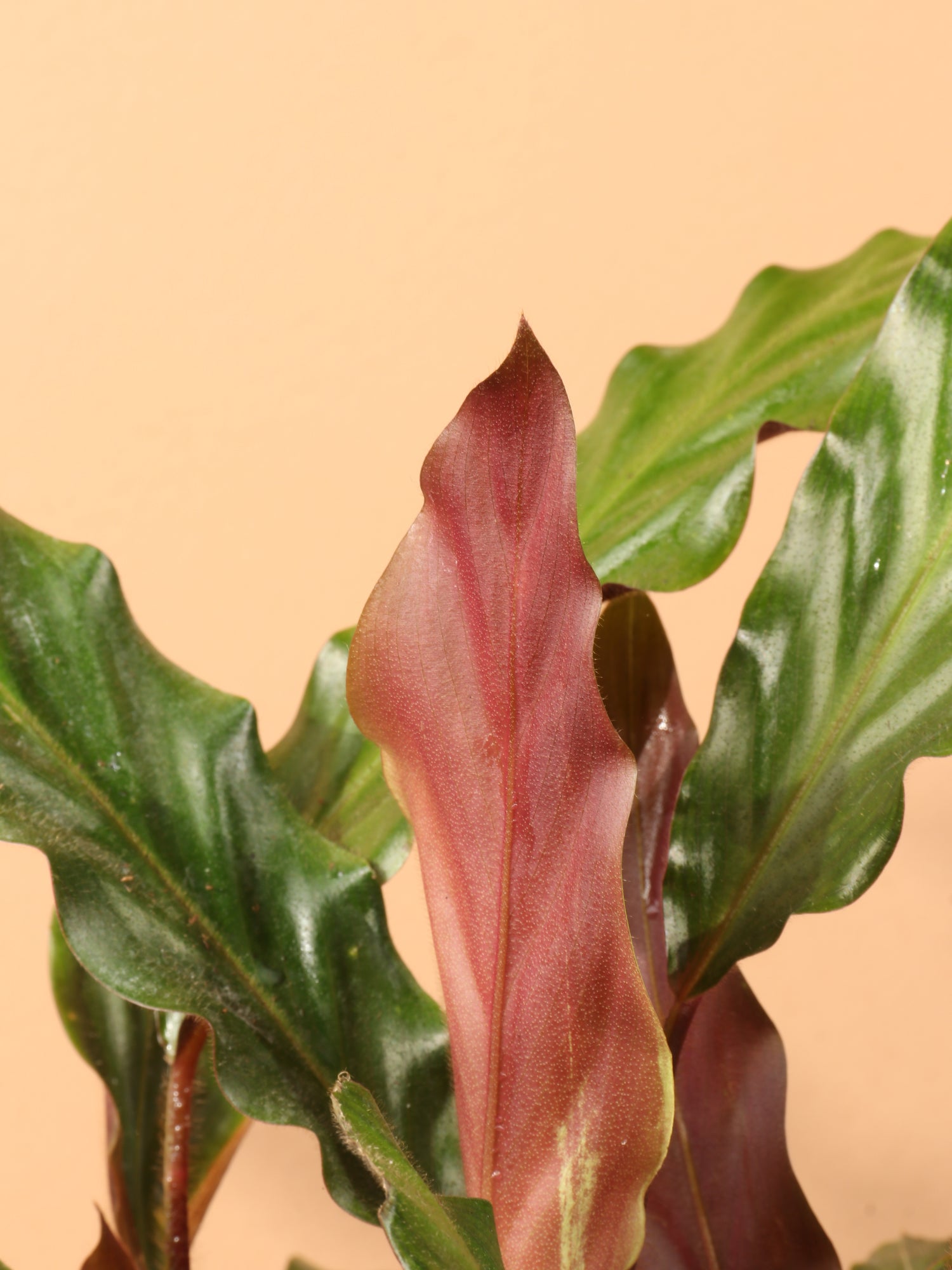 Medium Calathea Rufibarba – Dahing Plants
