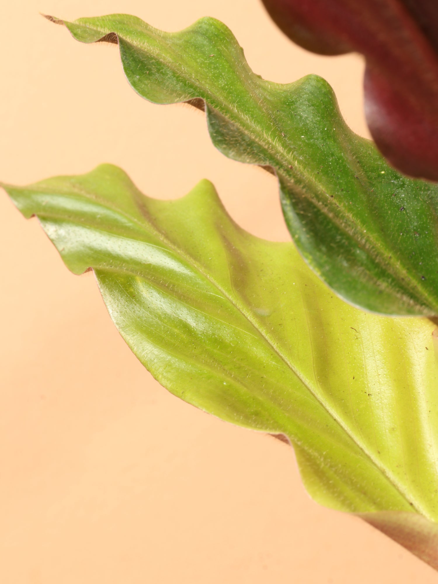 Medium Calathea Rufibarba – Dahing Plants