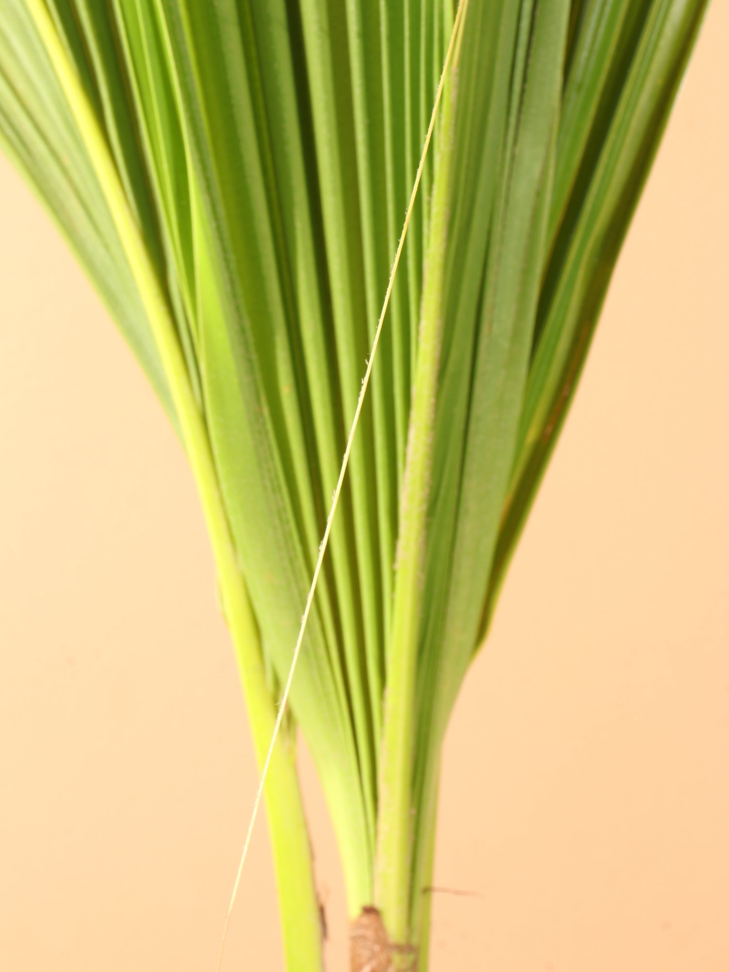coconut palm entretien Buy Medium Coconut Palm Online | Indoor Palm