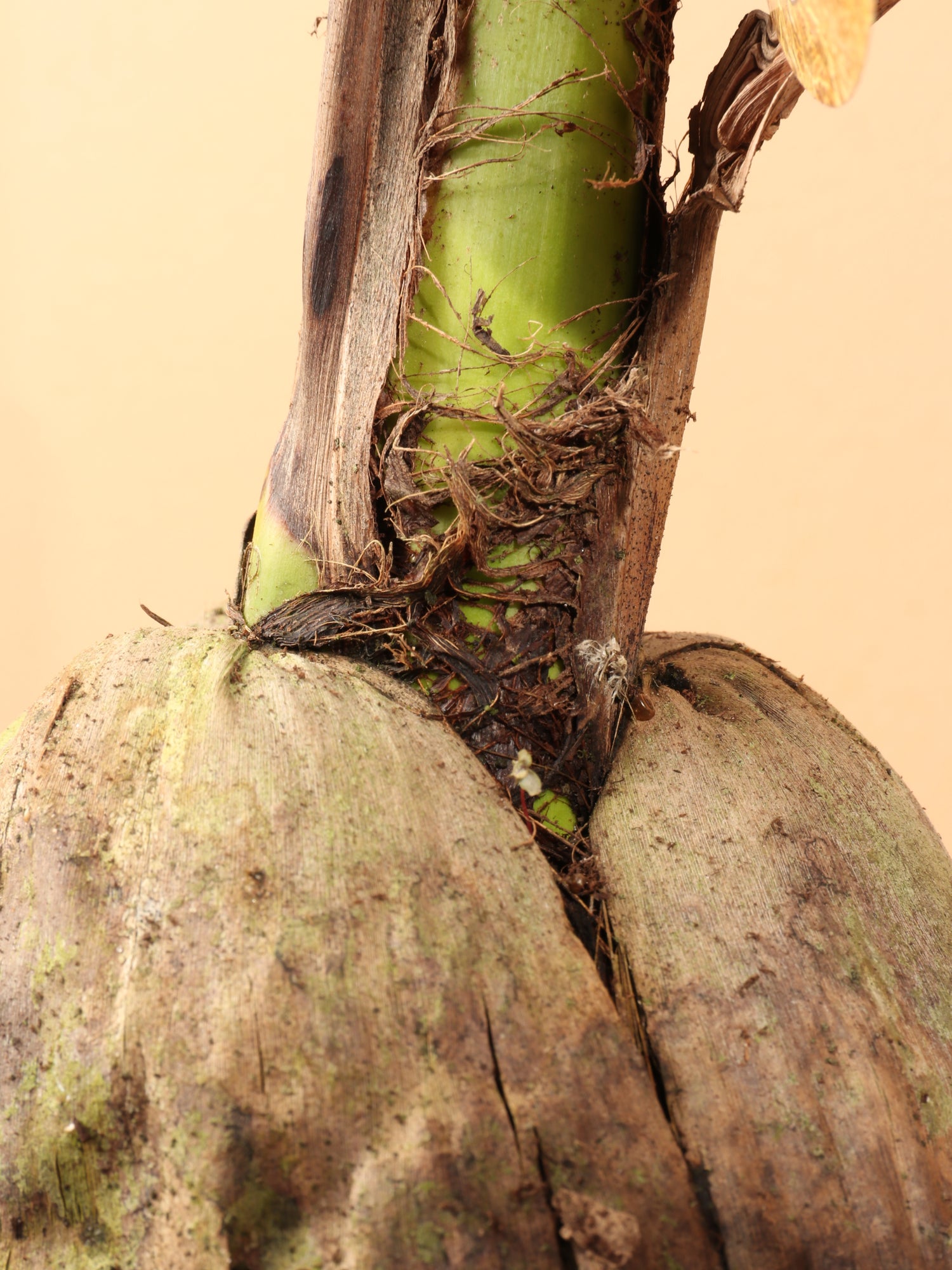 coconut palm roots Buy Medium Coconut Palm Online | Indoor Palm