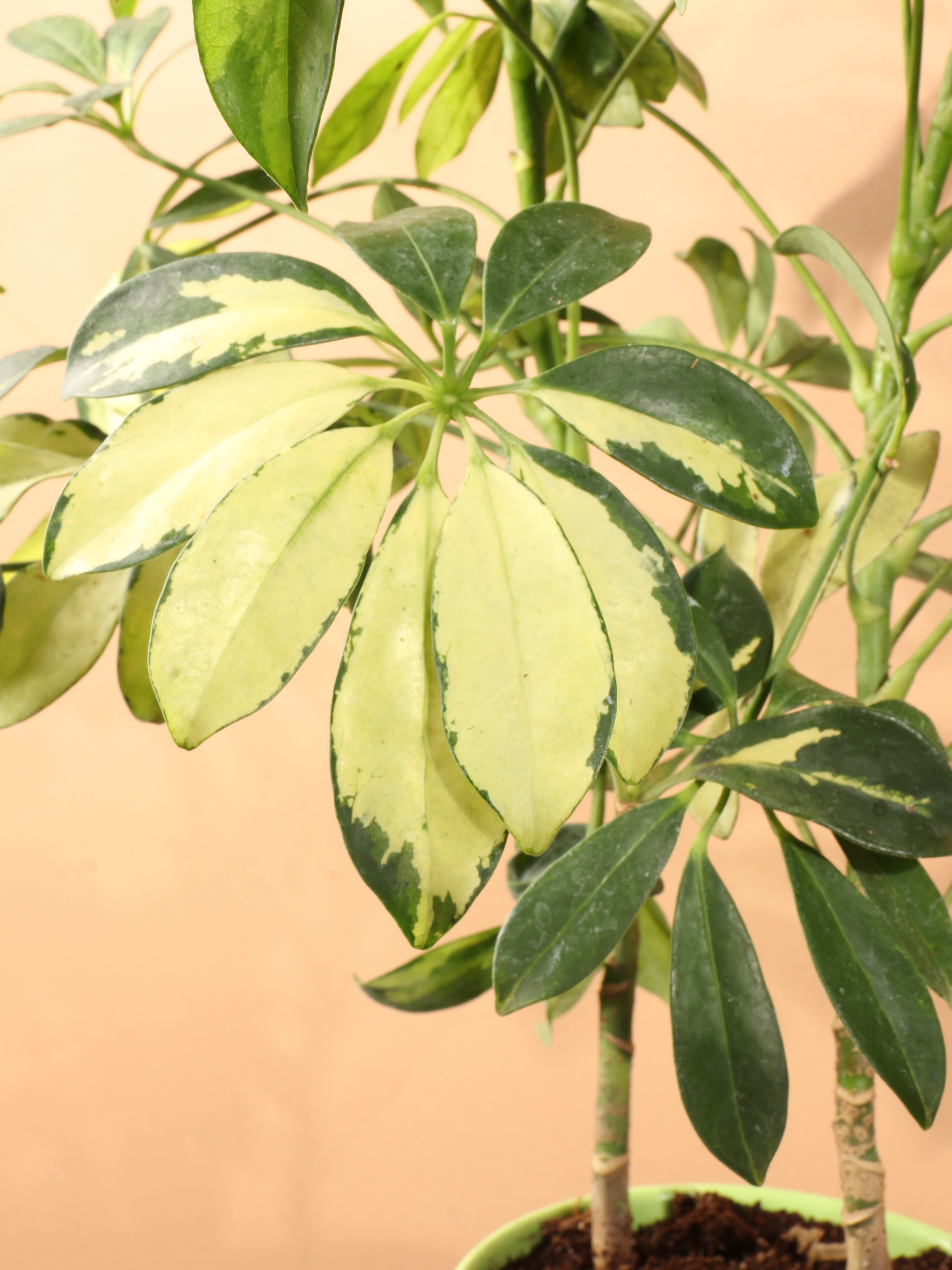 Medium Schefflera &