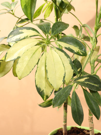 Medium Schefflera &