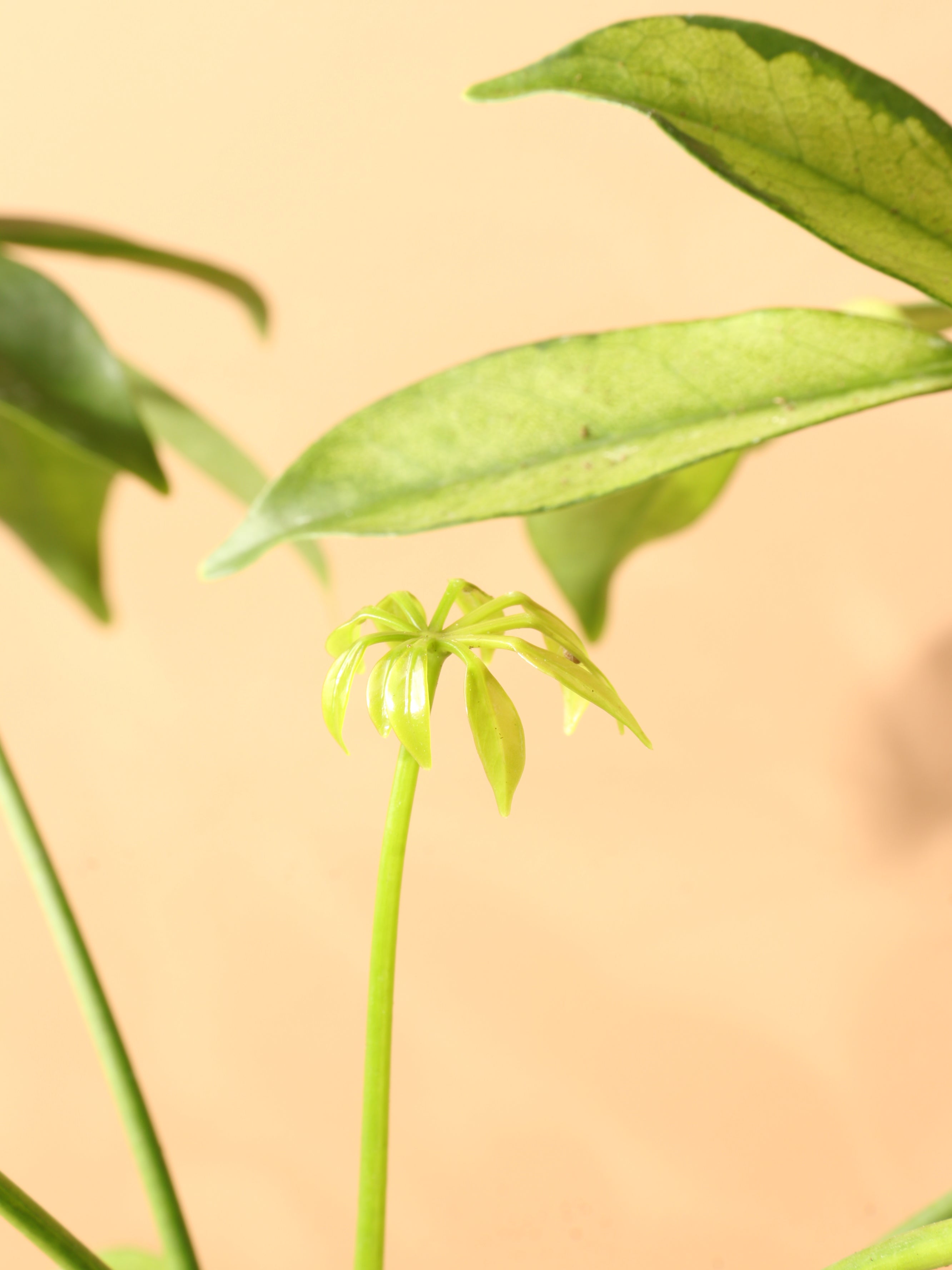 Medium Schefflera &