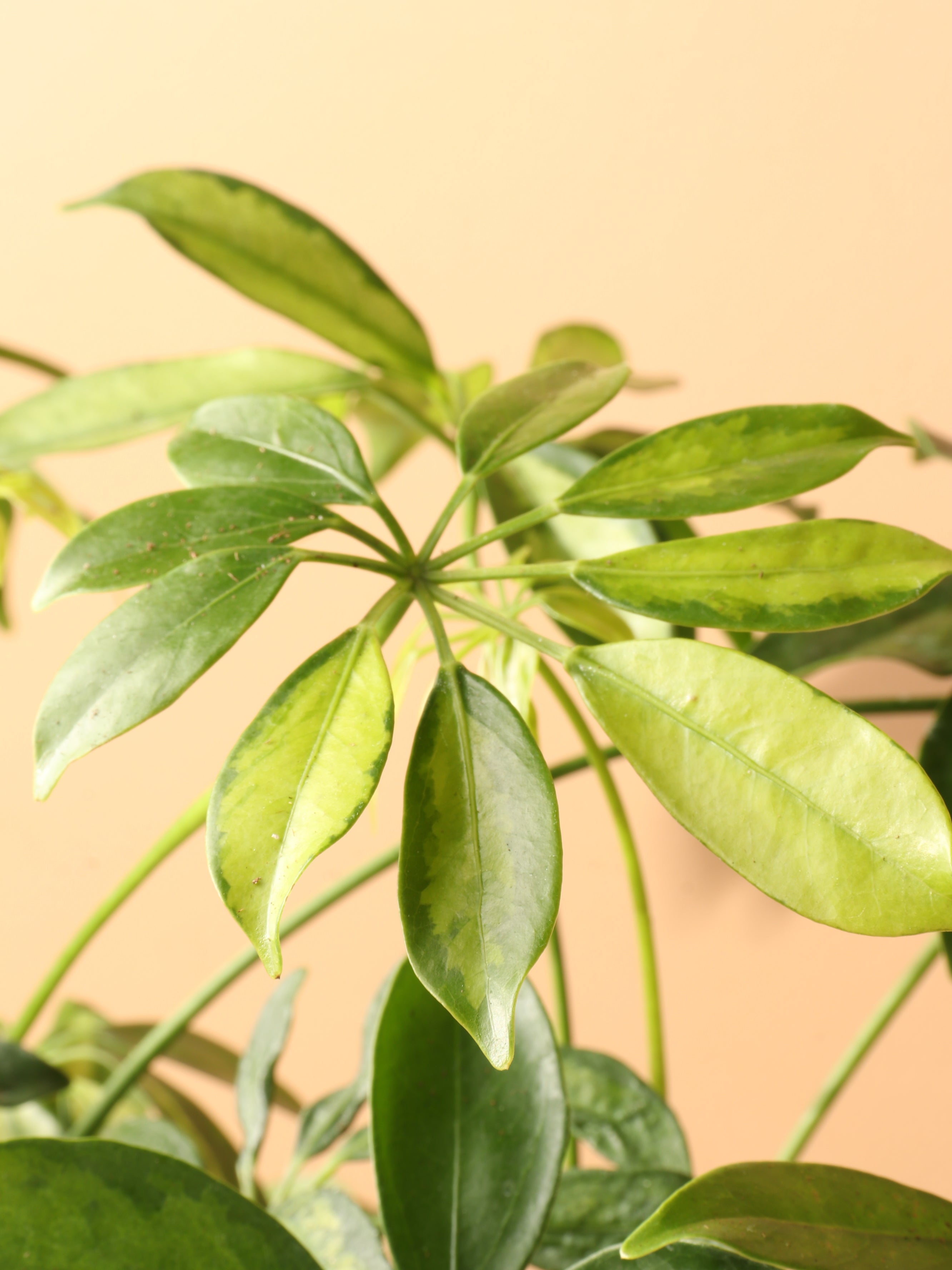 Medium Schefflera &