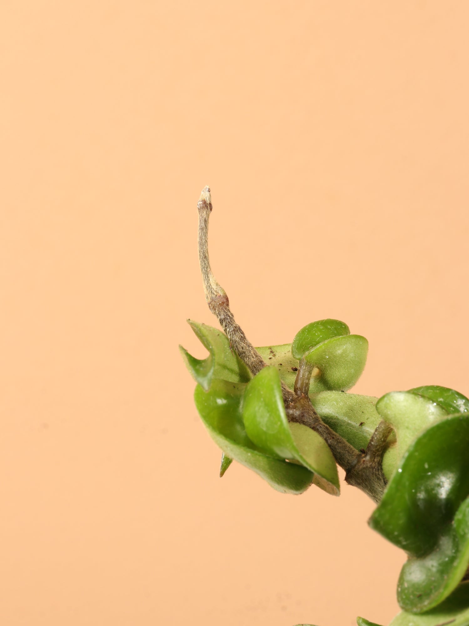 Medium Hoya &