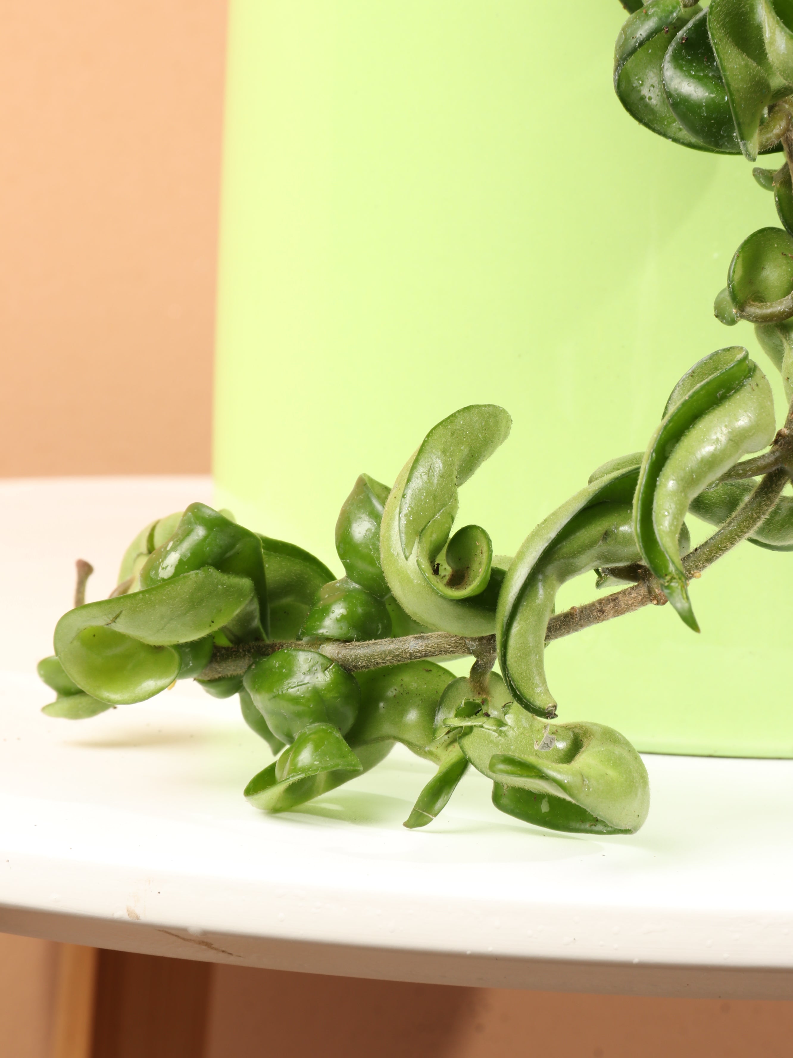 Medium Hoya &