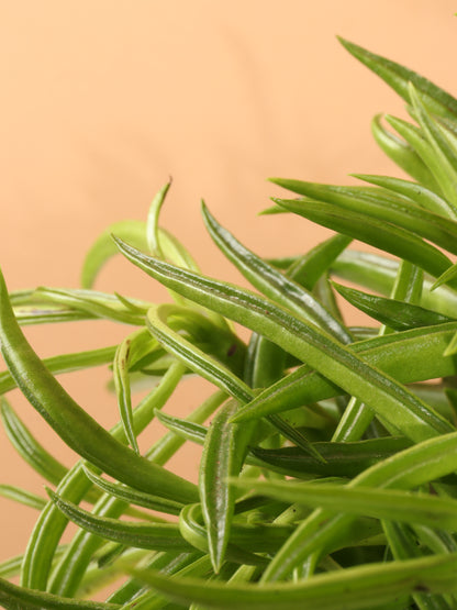 green bean like succulent Buy Happy Bean Plant Online | Easy Care House Plant