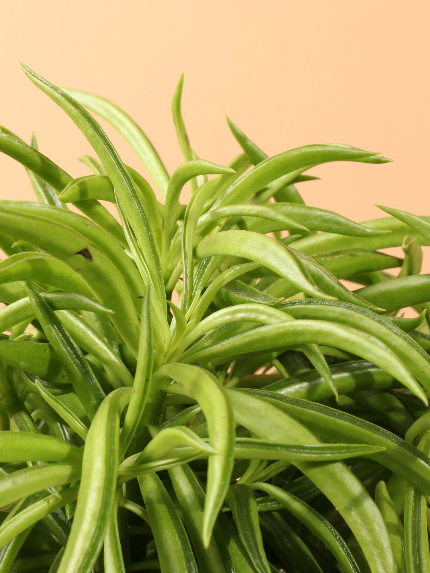 happy bean succulent care Medium Happy Bean Plant