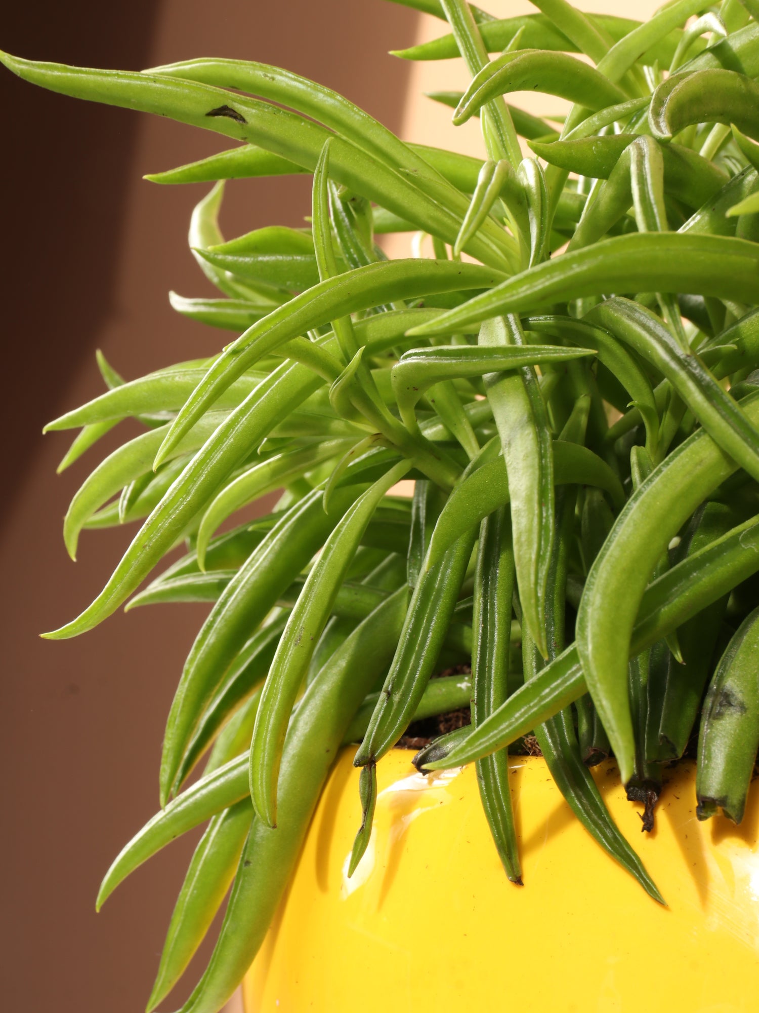 bean like succulent Buy Happy Bean Plant Online | Easy Care House Plant