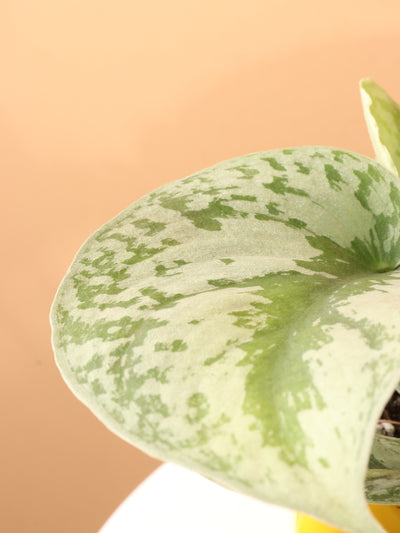Medium Scindapsus 'Exotica' Splash