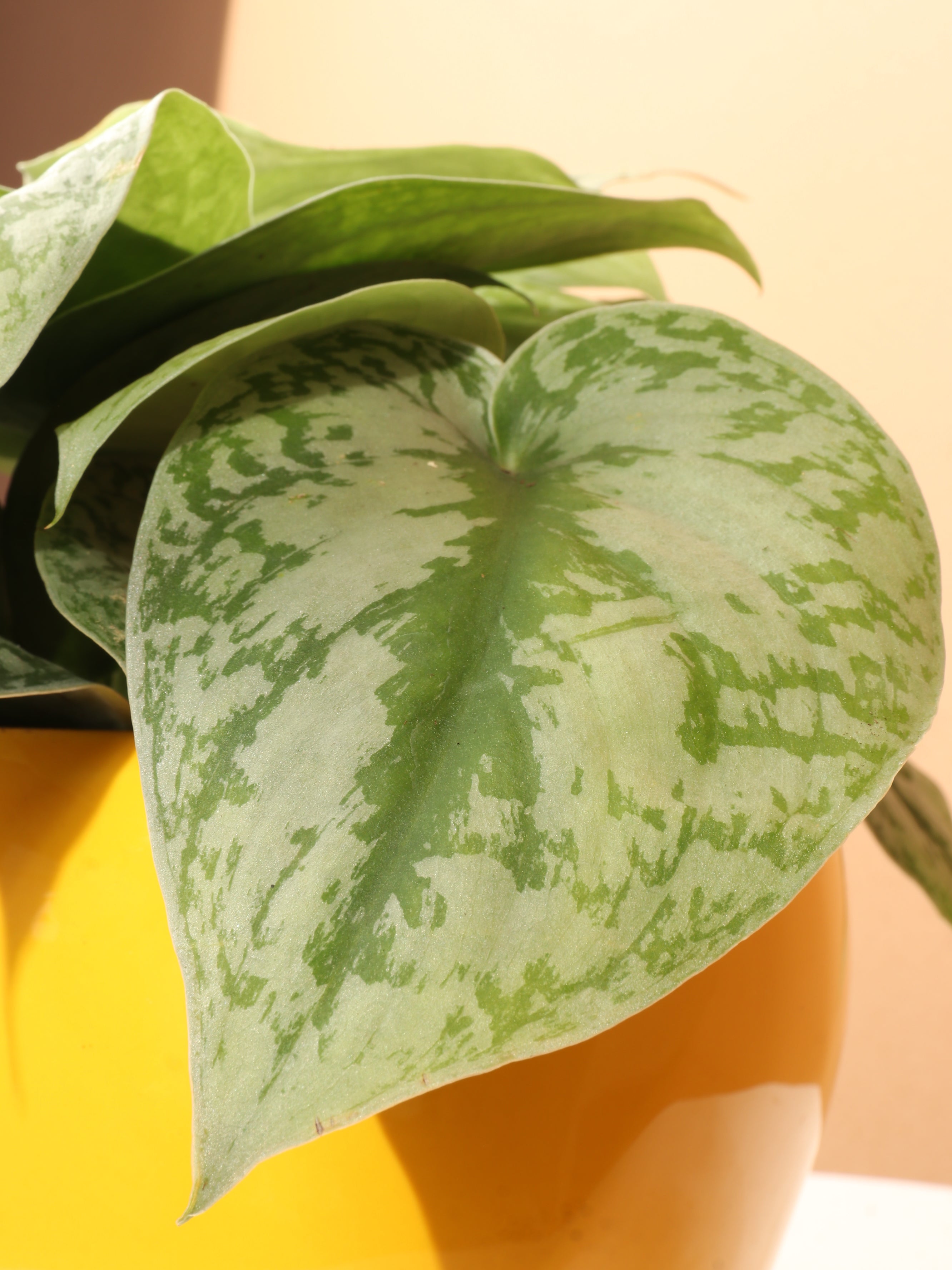Medium Scindapsus &