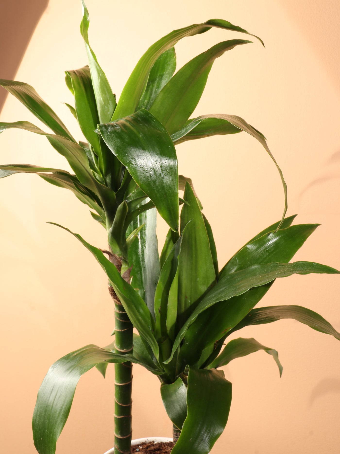 Medium Dracaena 'Janet Craig' Cane