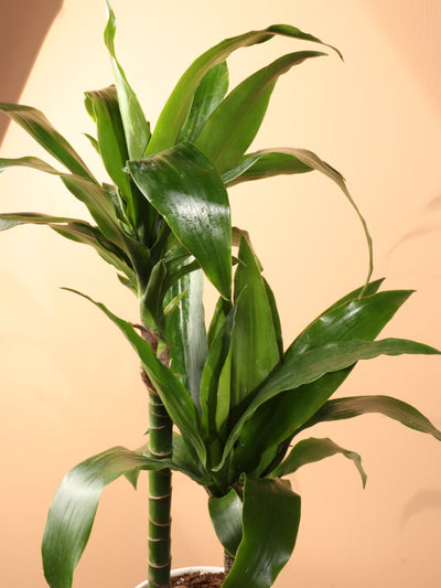 Medium Dracaena 'Janet Craig' Cane