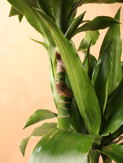 Medium Dracaena 'Janet Craig' Cane