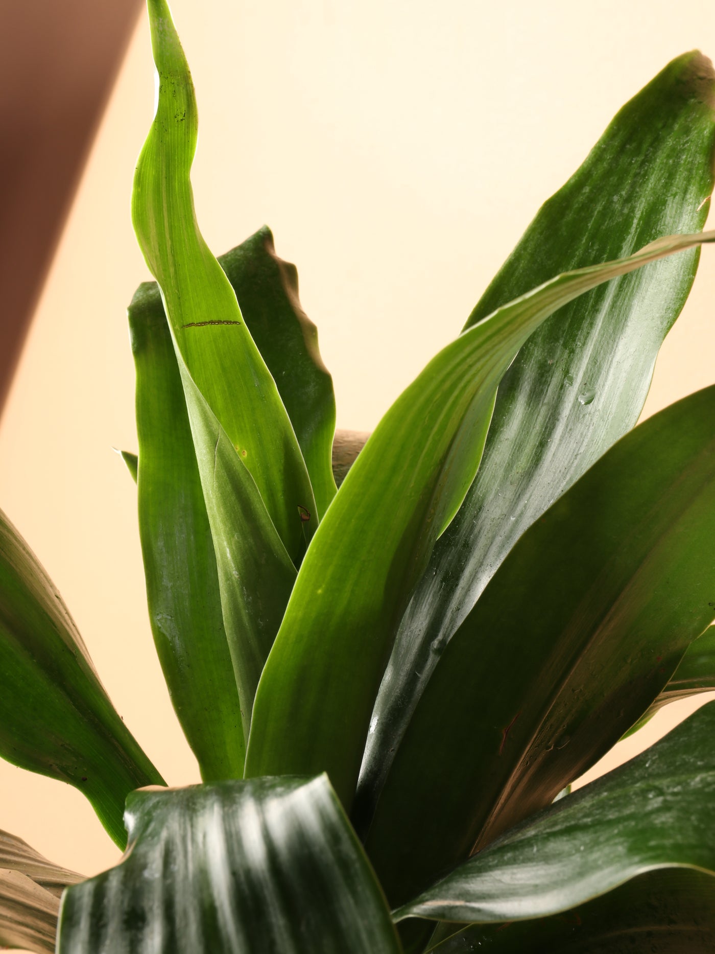 Medium Dracaena 'Janet Craig' Cane