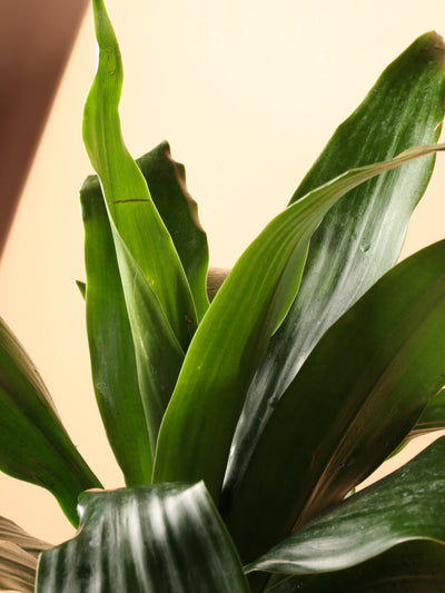 Medium Dracaena 'Janet Craig' Cane