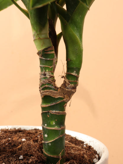 Medium Dracaena &