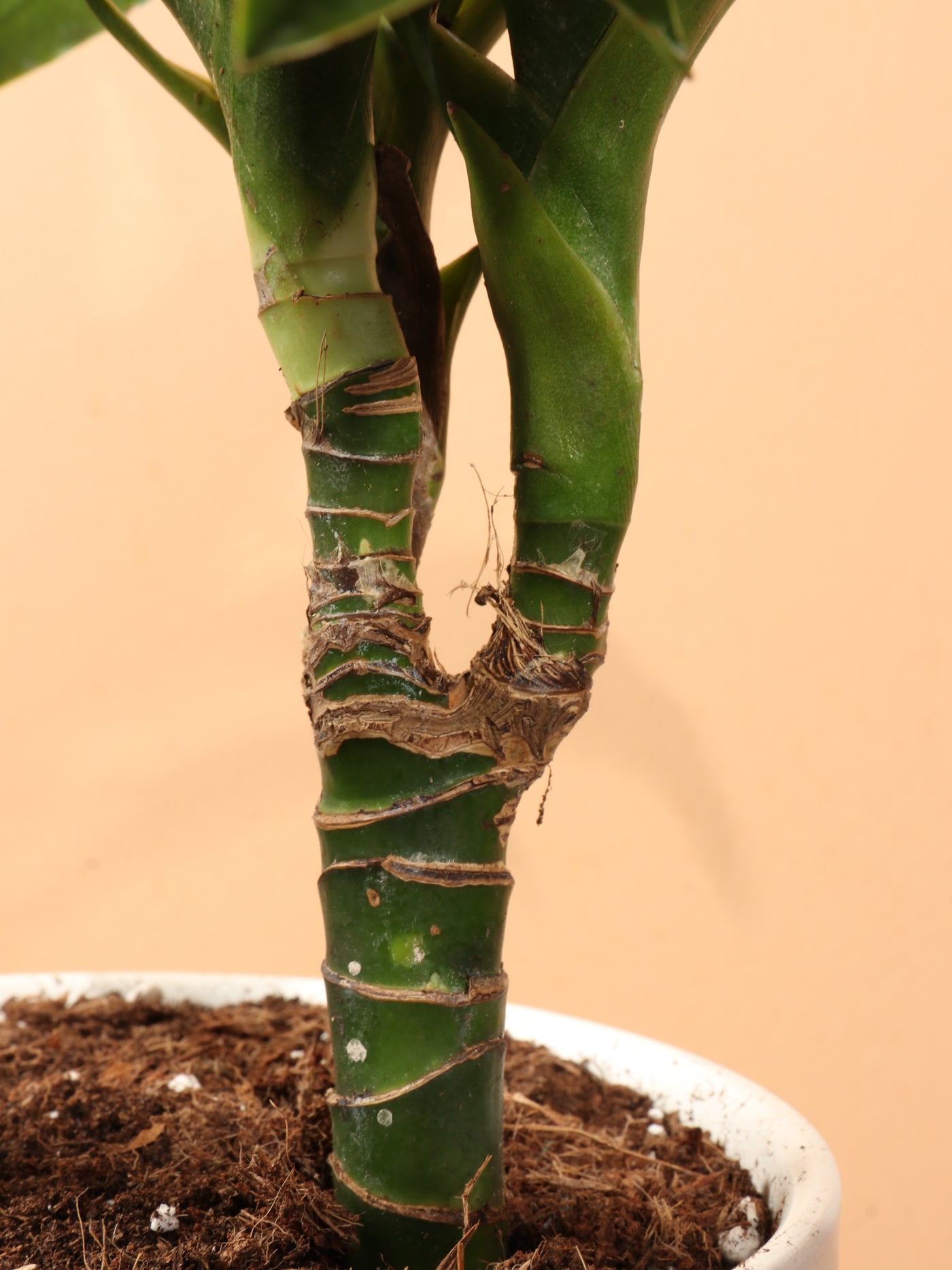 Medium Dracaena 'Janet Craig' Cane