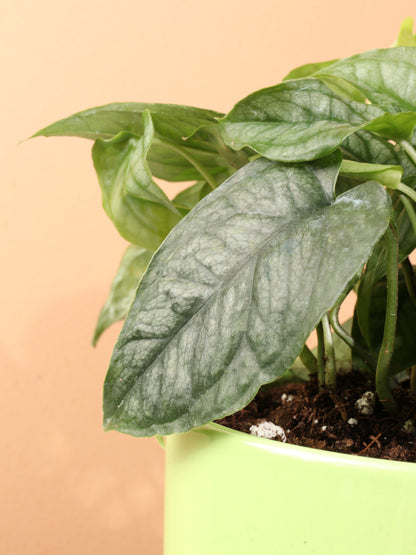 Medium Silver Monstera