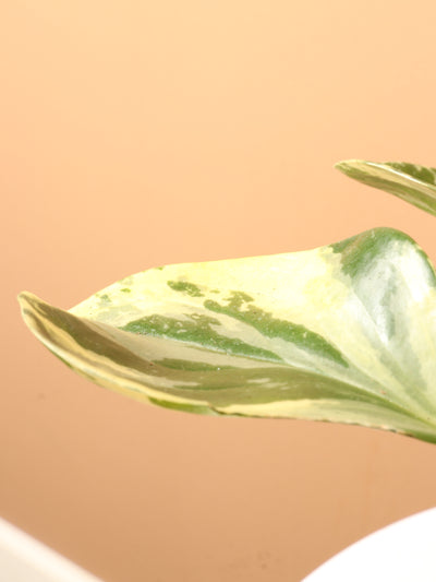 Medium Baby Rubber Plant Variegated