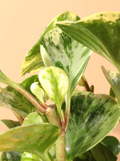 Medium Baby Rubber Plant Variegated