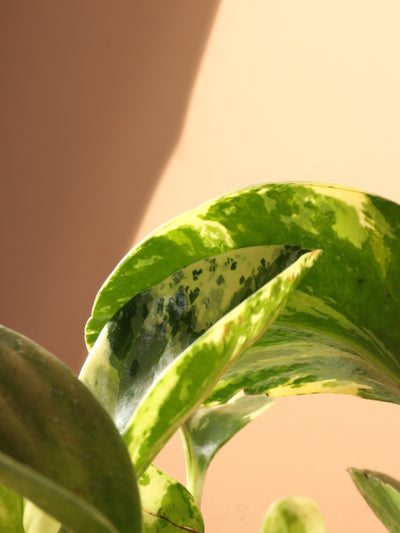 Medium Baby Rubber Plant Variegated
