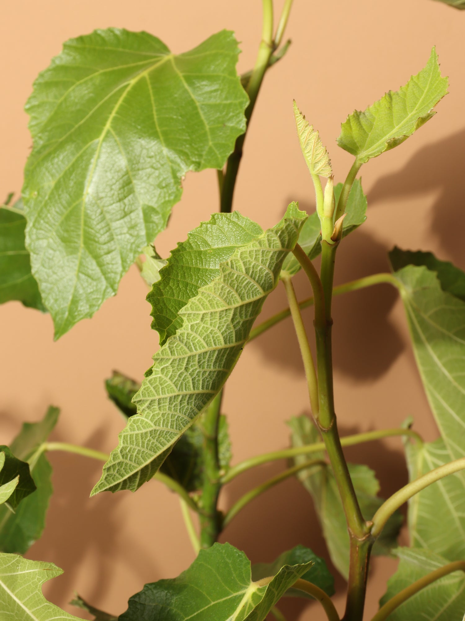 Large Fig Tree