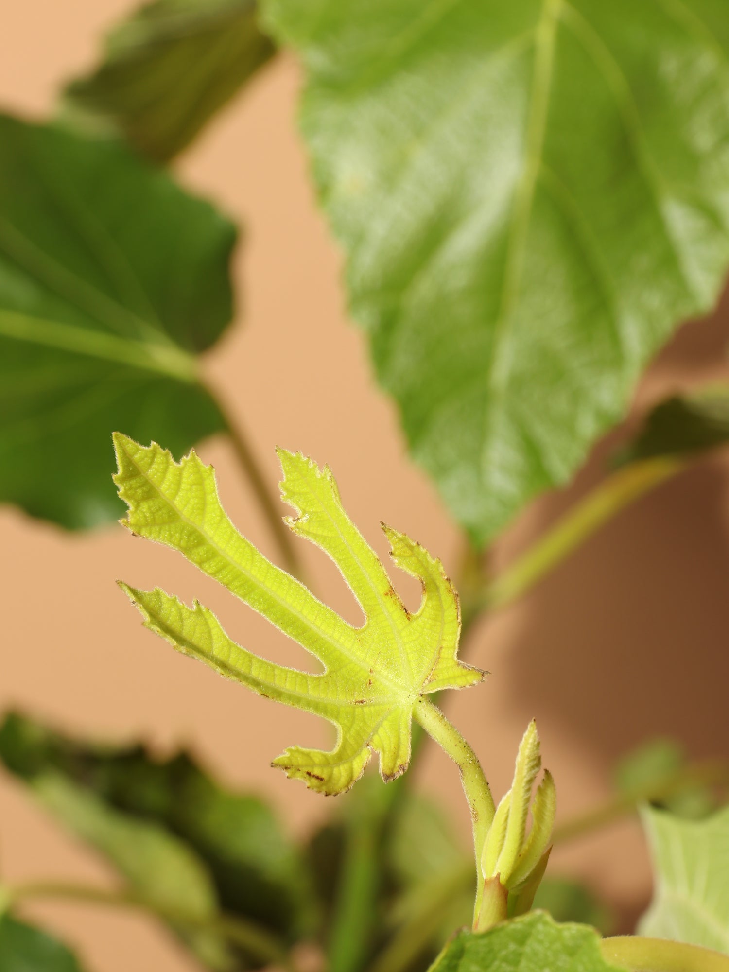 Large Fig Tree