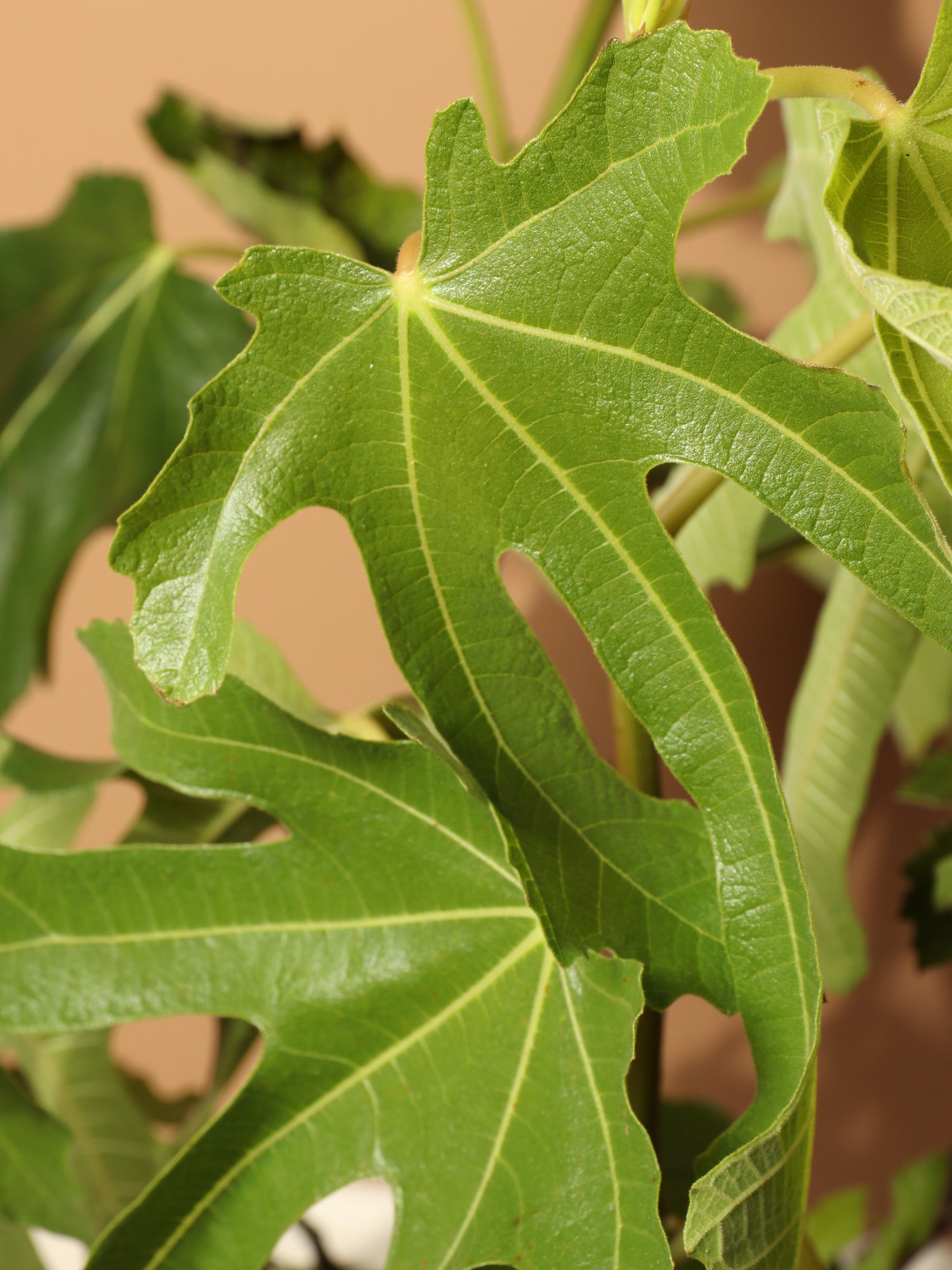 Large Fig Tree