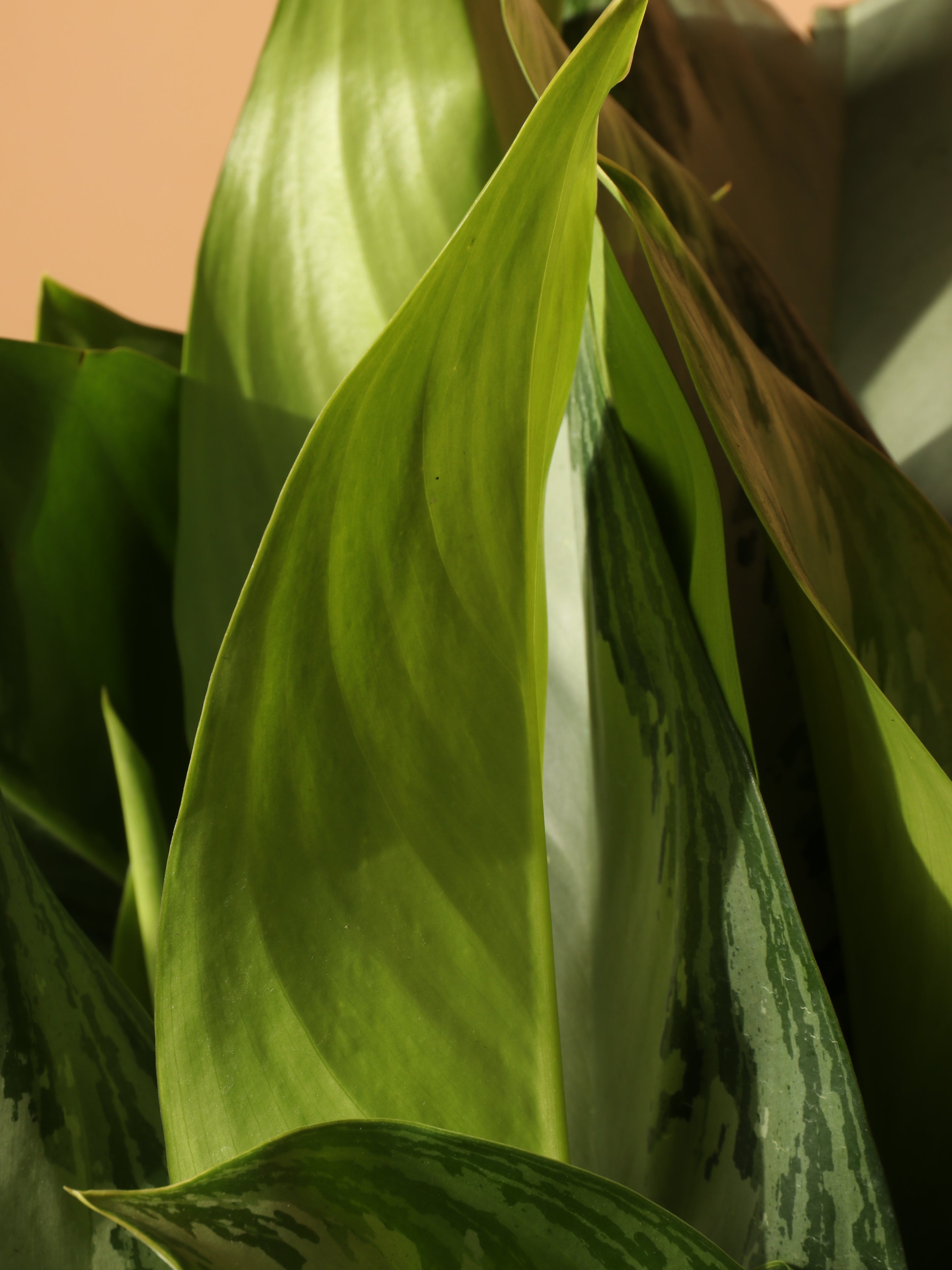 Full Size Aglaonema Silver Bay