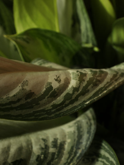 Full Size Aglaonema Silver Bay