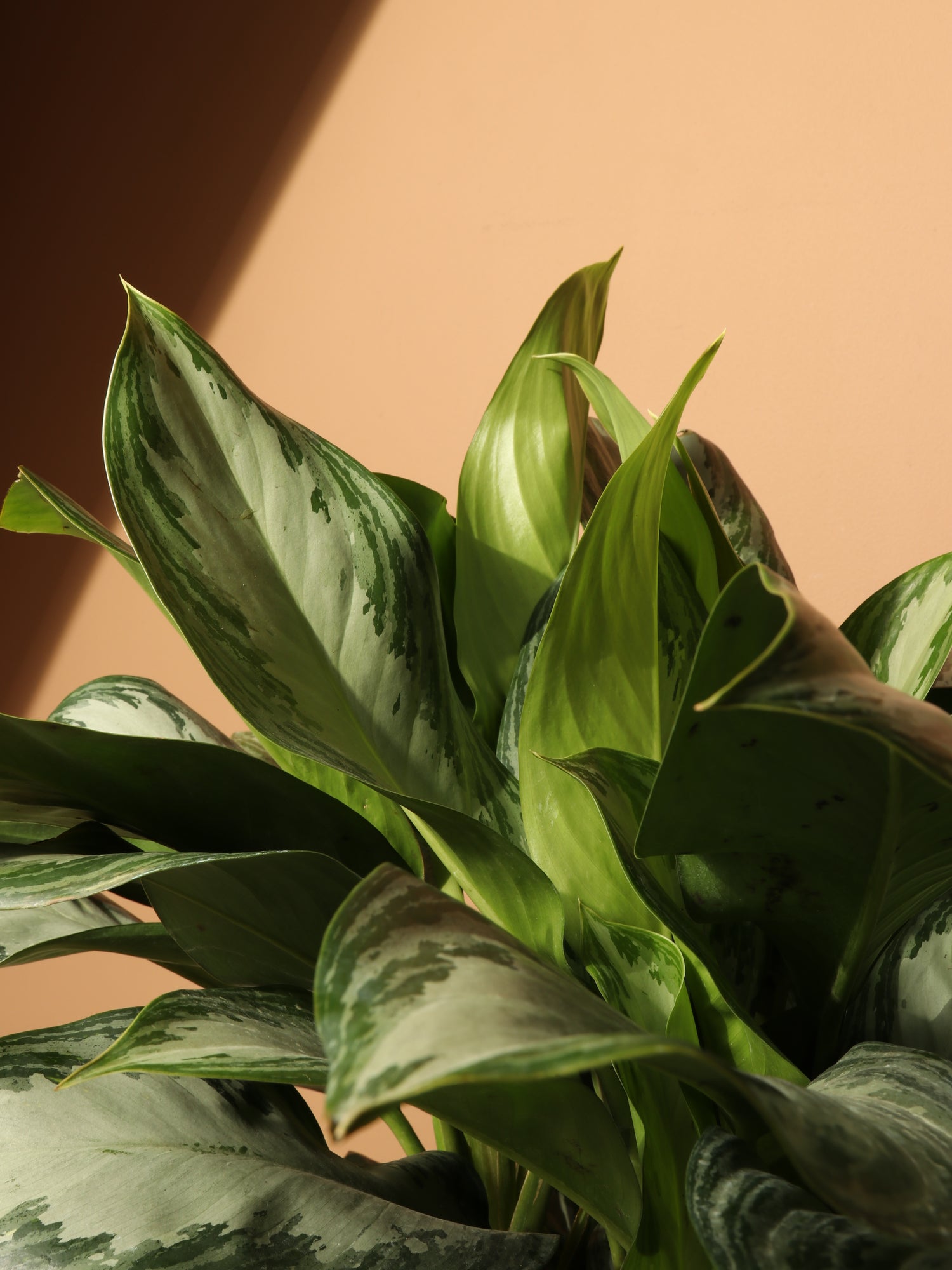 silver leaf aglaonema Full Size Aglaonema Silver Bay