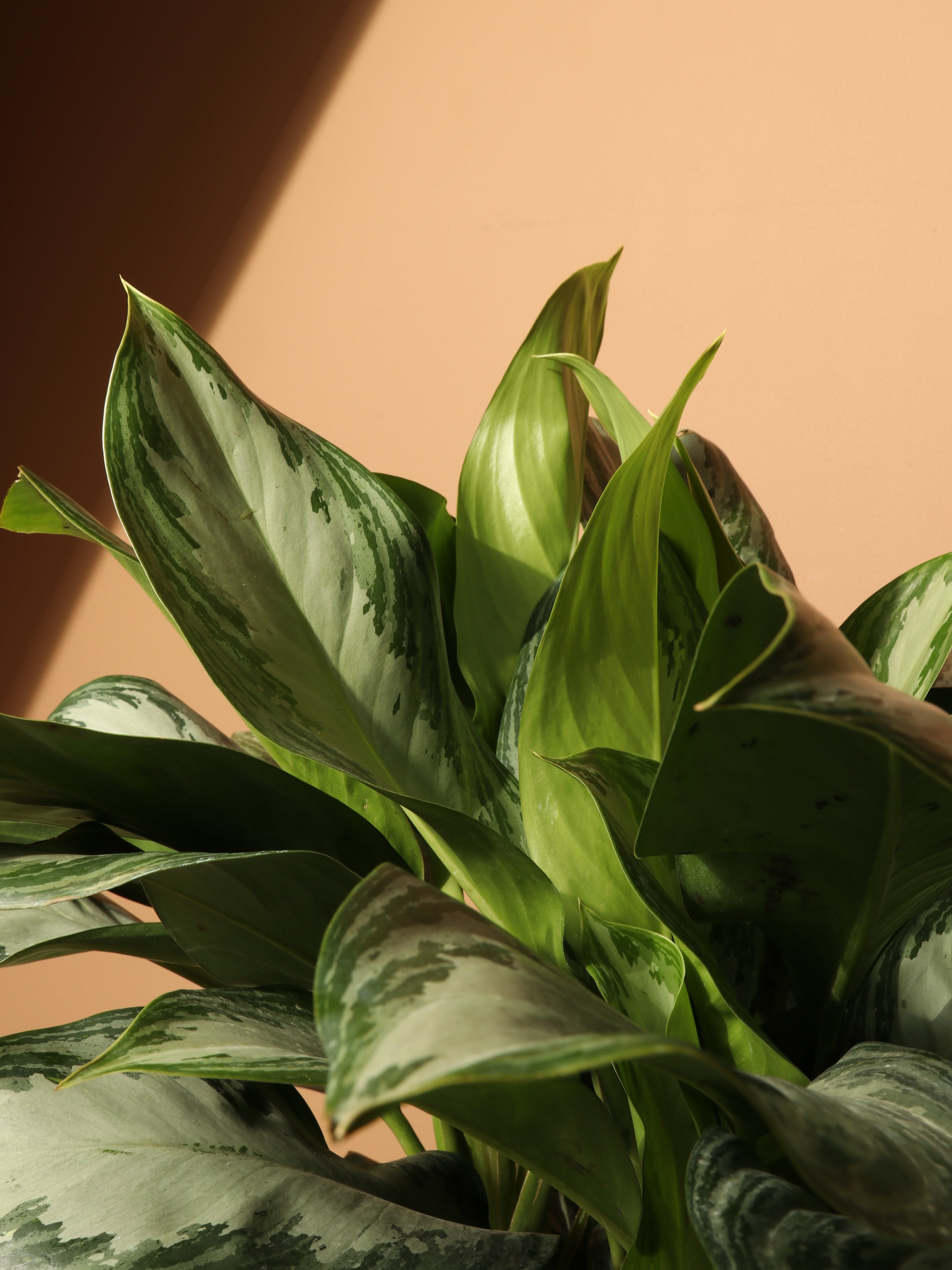 Full Size Aglaonema Silver Bay