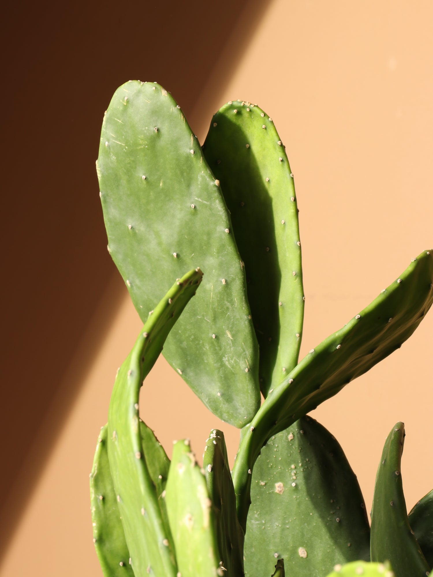 mini prickly pear cactus Large Prickly Pear Cactus