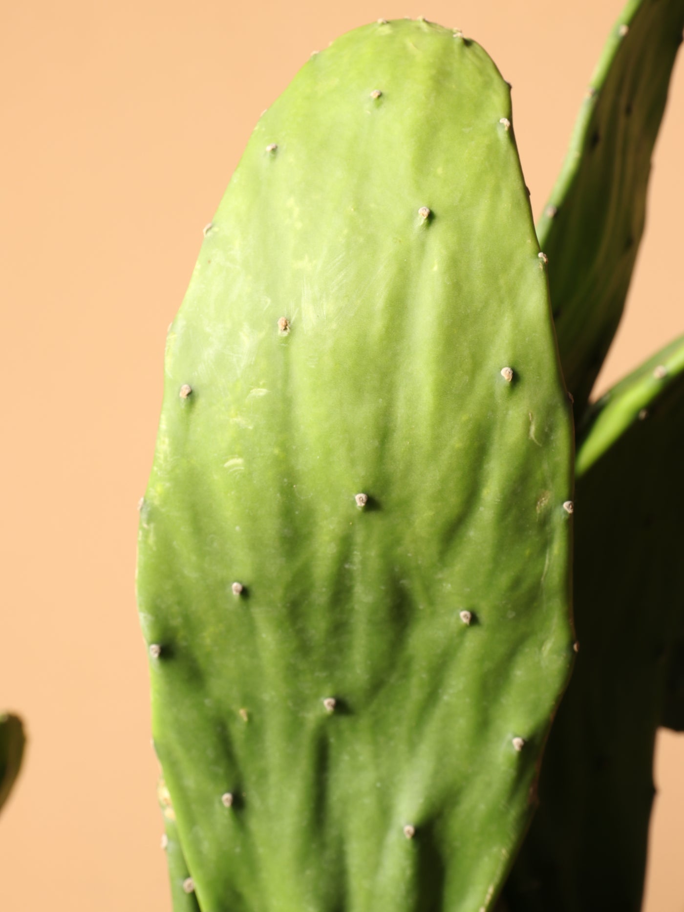 Large Prickly Pear Cactus